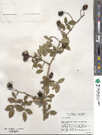 Rosa canina image