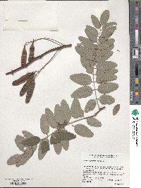 Image of Robinia pseudoacacia