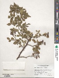 Rosa multiflora image