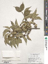 Lonicera maackii image