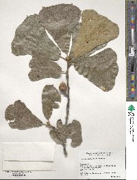 Quercus marilandica image