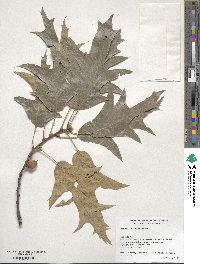 Quercus falcata image