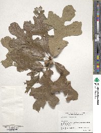 Quercus stellata image