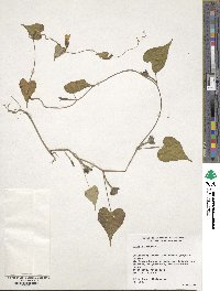 Ipomoea lacunosa image