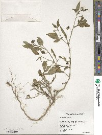 Solanum nigrum image