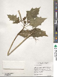 Datura stramonium image