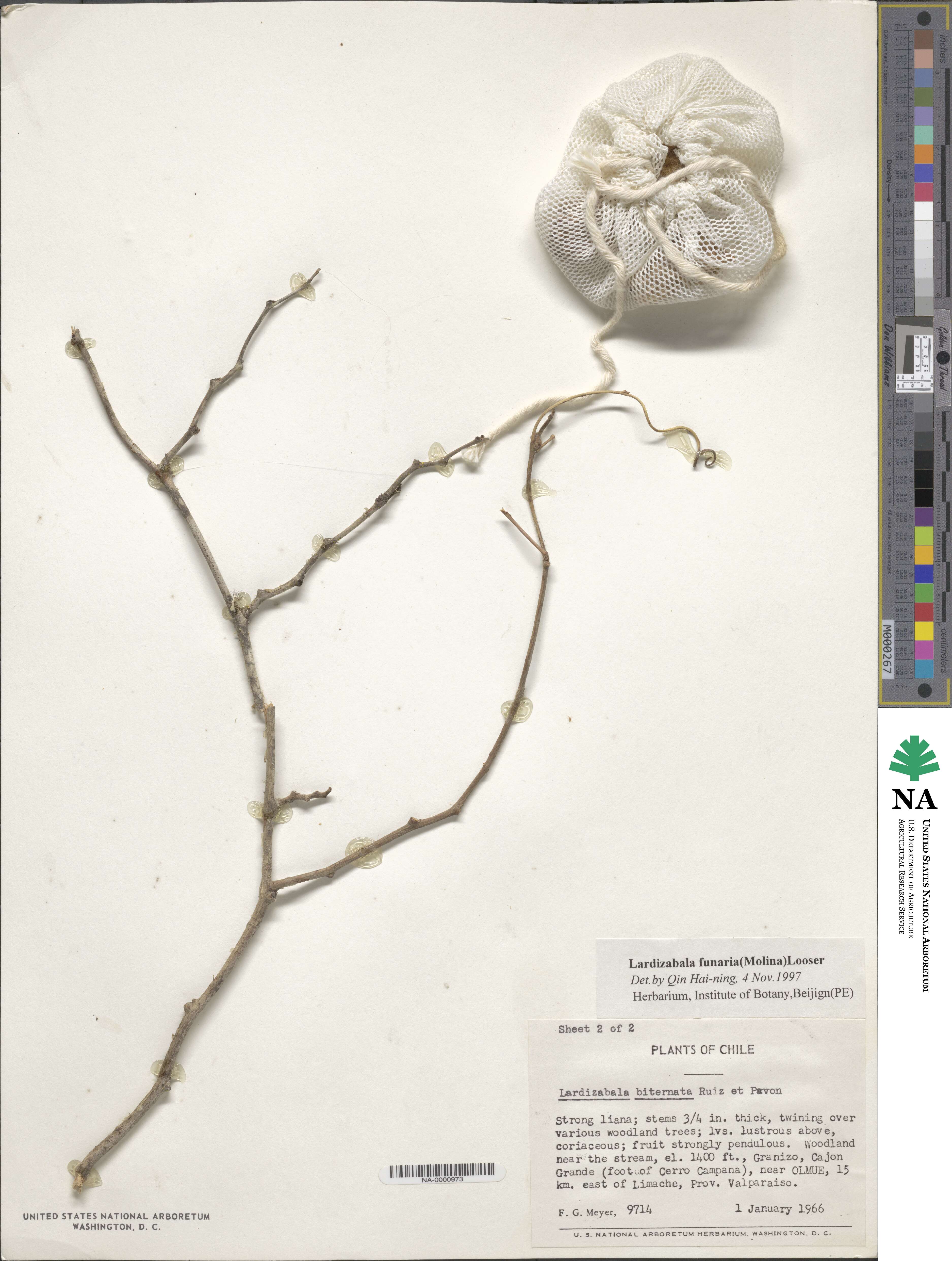 Lardizabala funaria image
