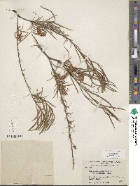 Salix sessilifolia image