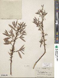 Salix exigua image