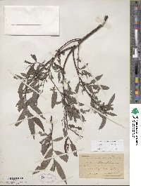 Salix sericea image