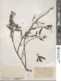 Salix sericea image