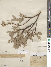 Salix wolfii image