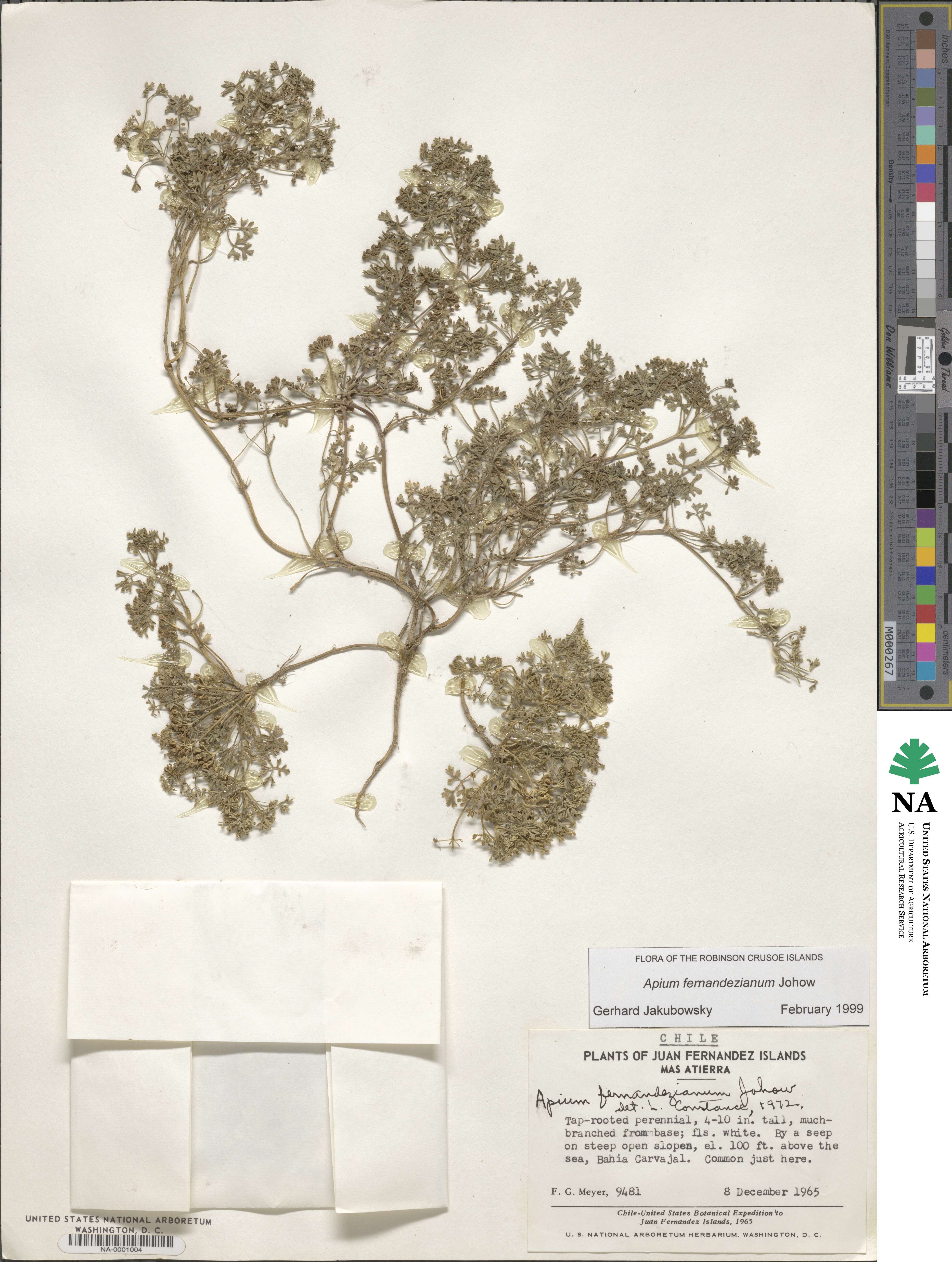 Apium image