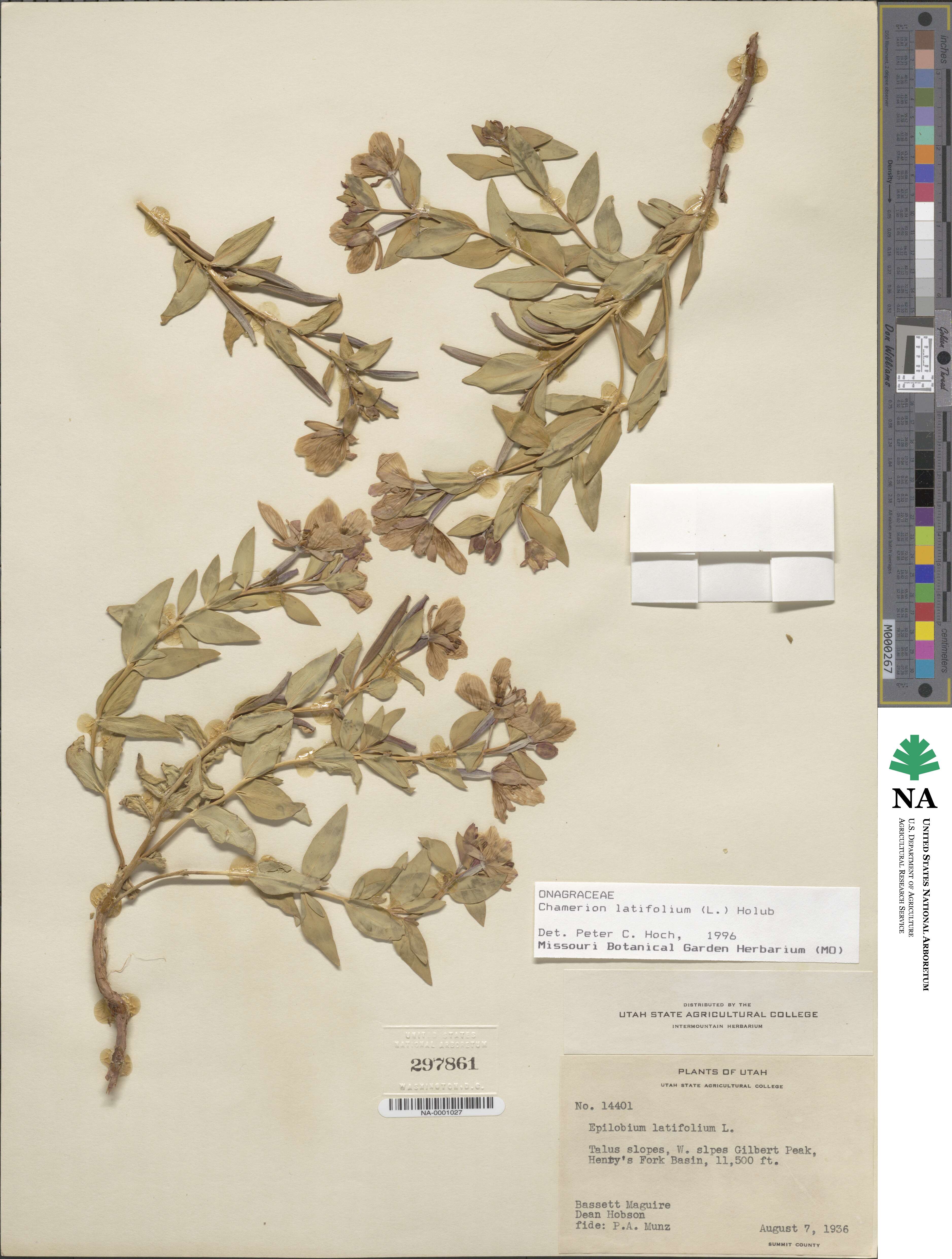 Epilobium lactiflorum image