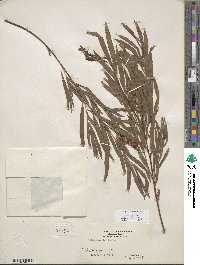 Salix interior image