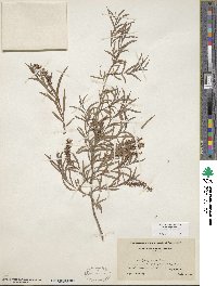 Salix interior image