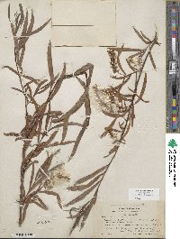 Salix interior image