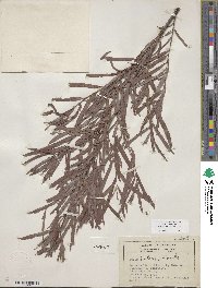 Salix interior image