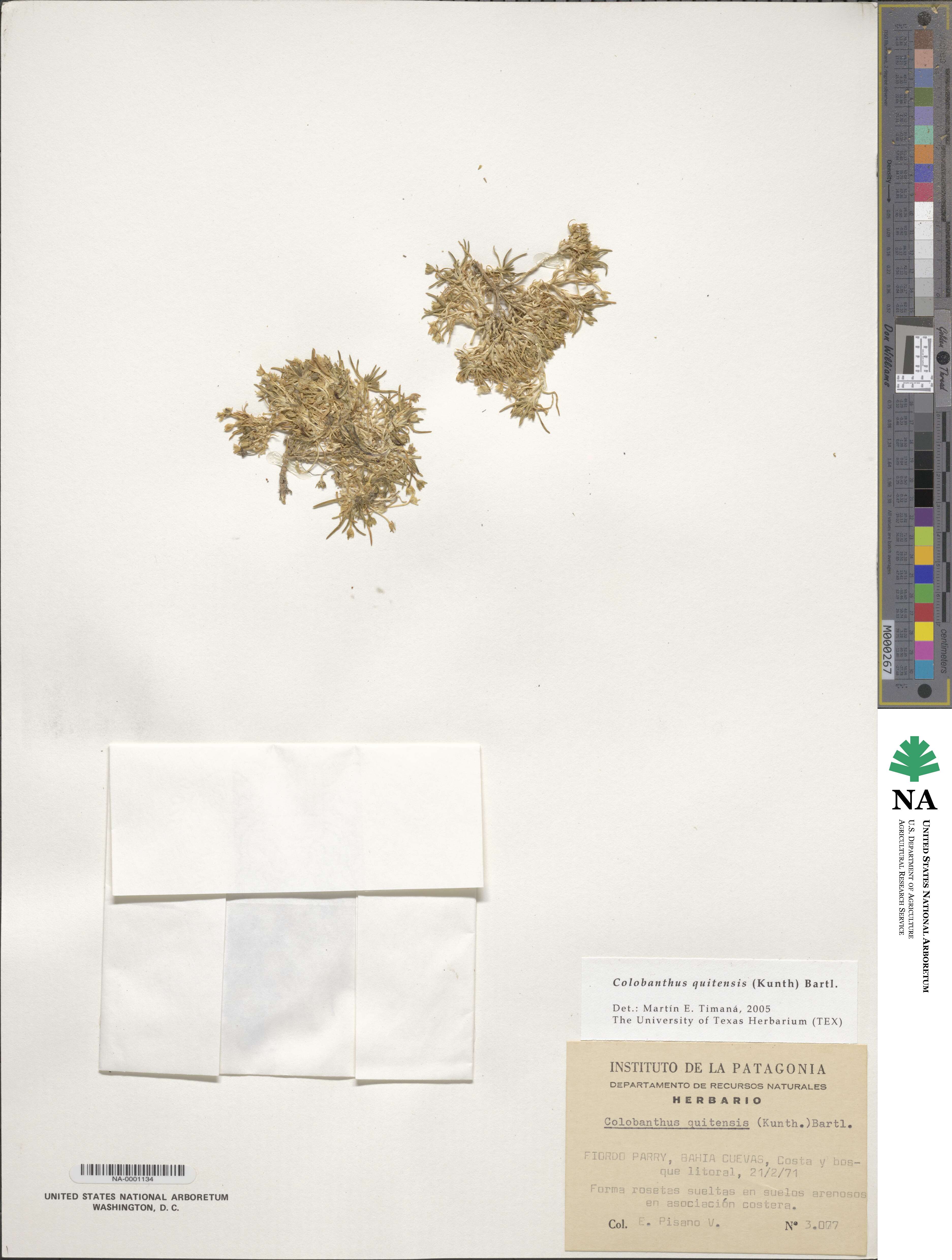 Colobanthus quitensis image