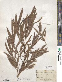 Salix interior image
