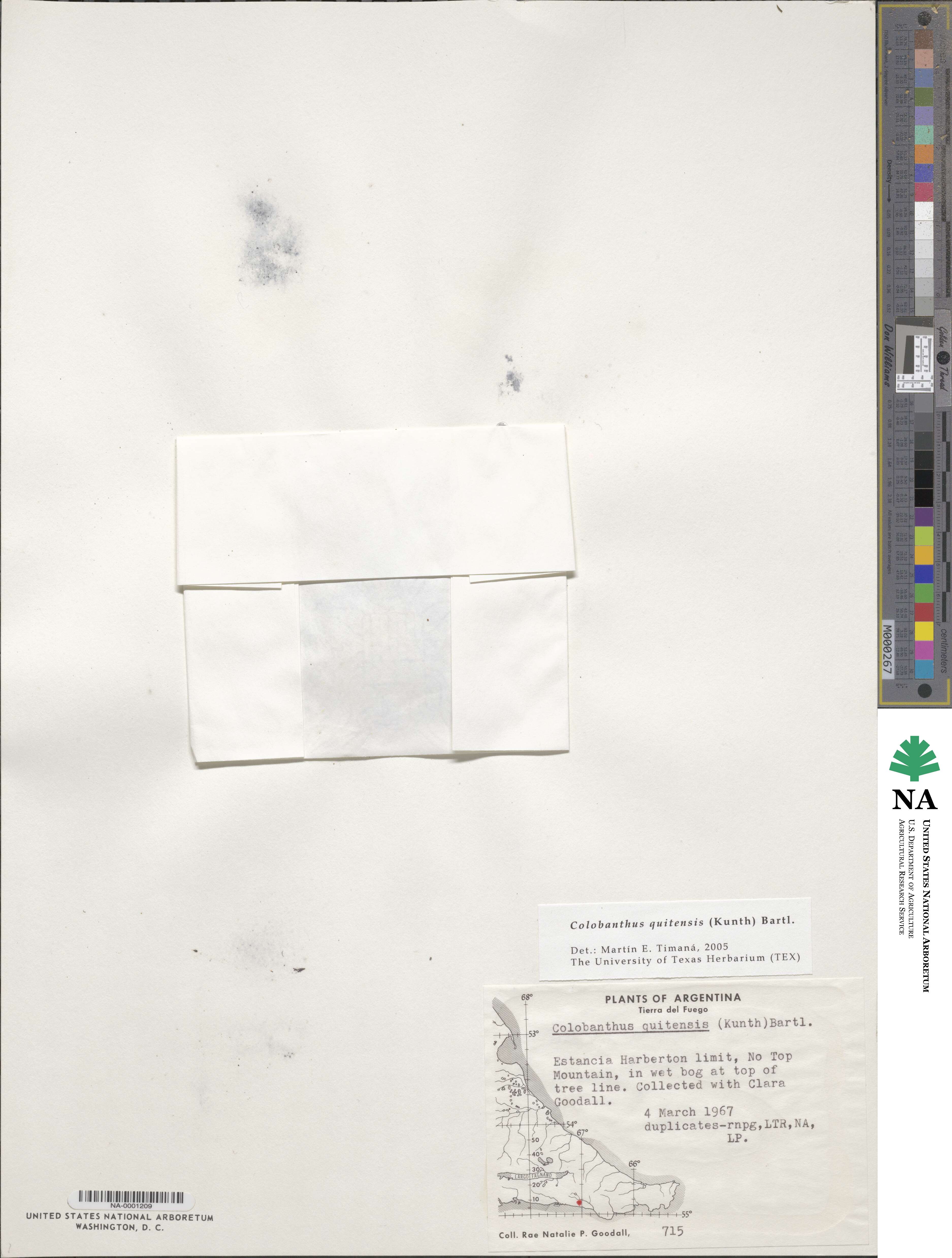 Colobanthus quitensis image