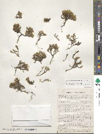 Colobanthus lycopodioides image