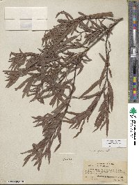 Salix interior image
