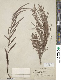 Salix exigua image