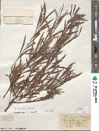 Salix interior image