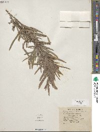 Salix exigua image