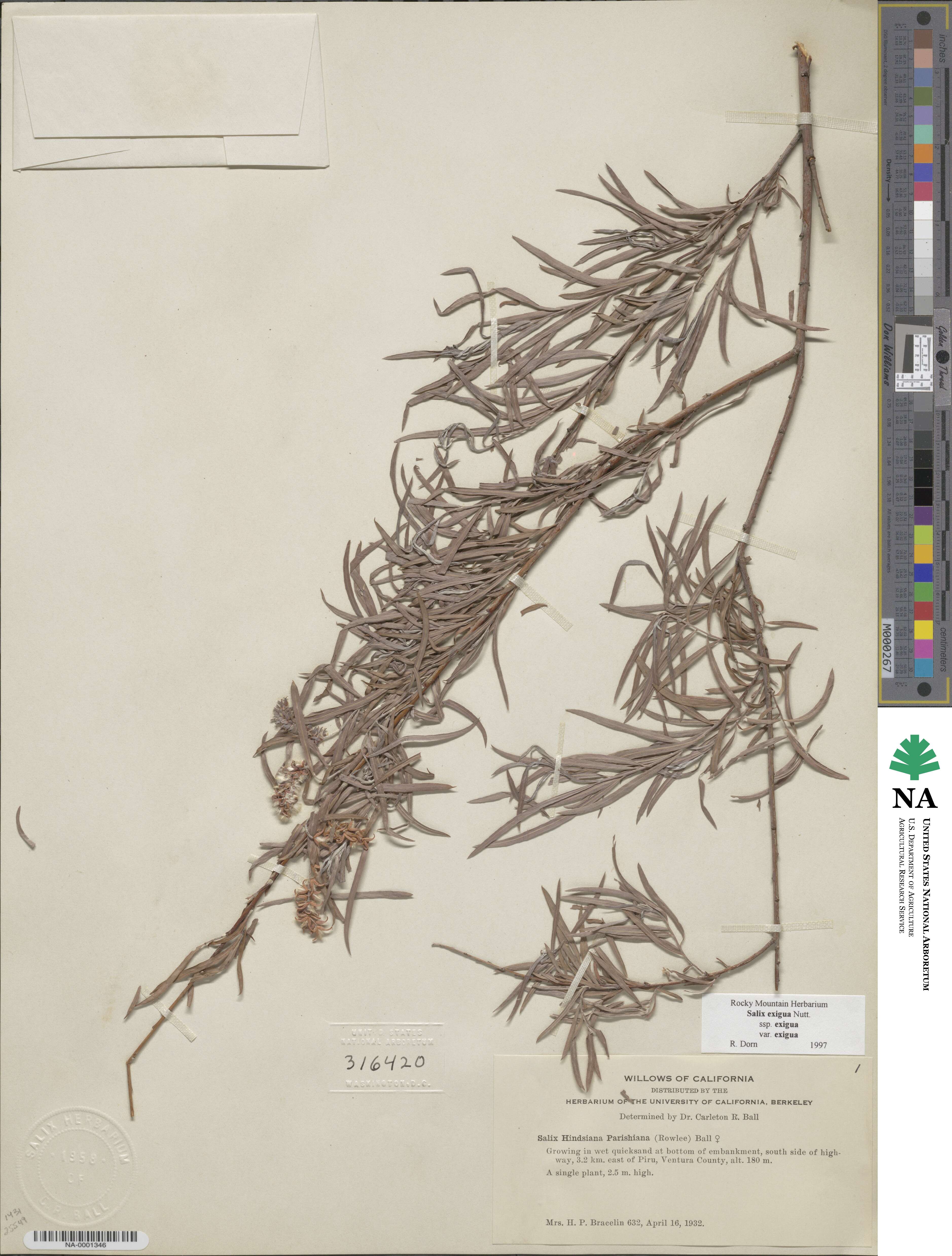 Salix exigua image