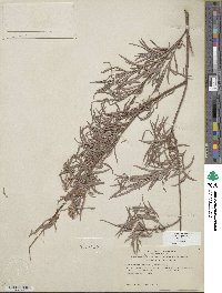 Salix exigua image