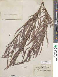 Salix exigua image