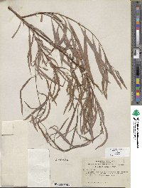 Salix exigua image