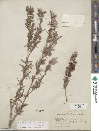 Salix exigua image