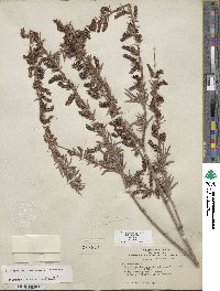 Salix exigua image