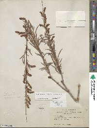 Salix exigua image