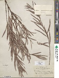 Salix exigua image