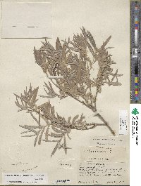 Salix exigua image