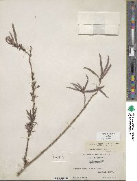 Salix exigua image