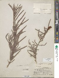 Salix exigua image