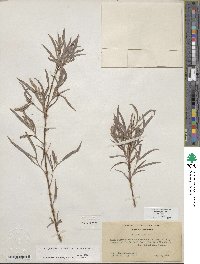 Salix exigua image