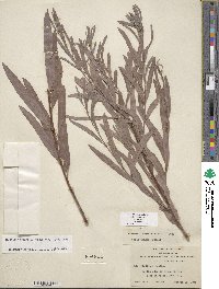 Salix exigua image