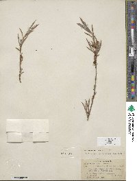 Salix exigua image