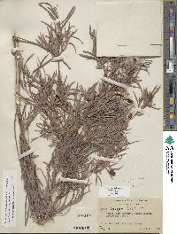 Salix exigua var. exigua image