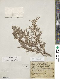 Salix exigua image