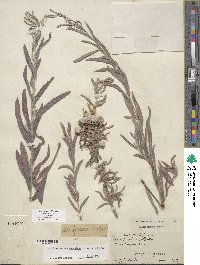 Salix exigua image