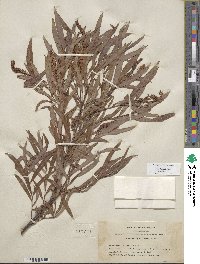 Salix sessilifolia image