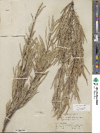 Salix sessilifolia image