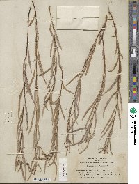 Salix sessilifolia image